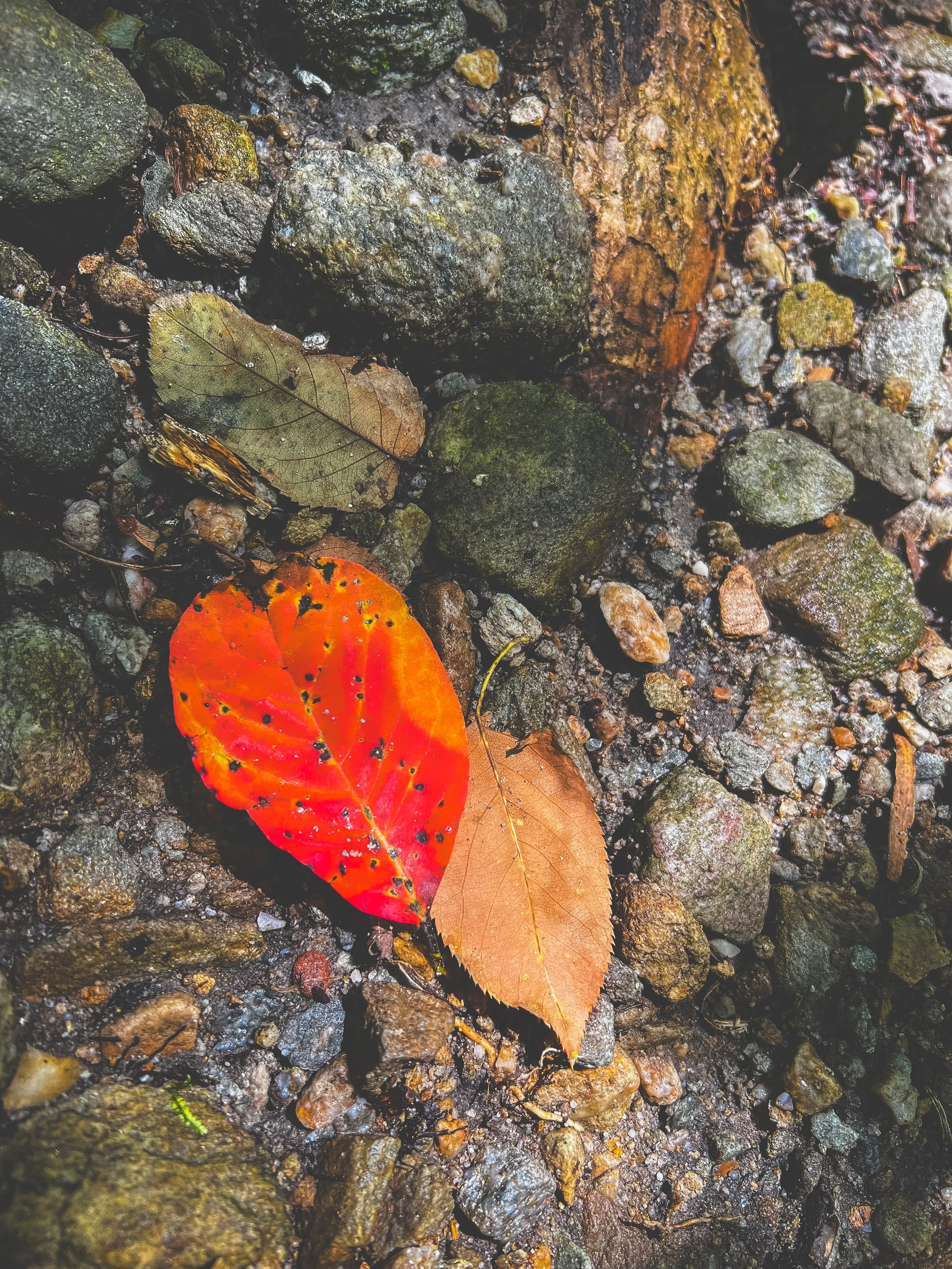 Close-up of two fallen leaves, one red and one brown, on a rocky, damp ground with stones and soil.