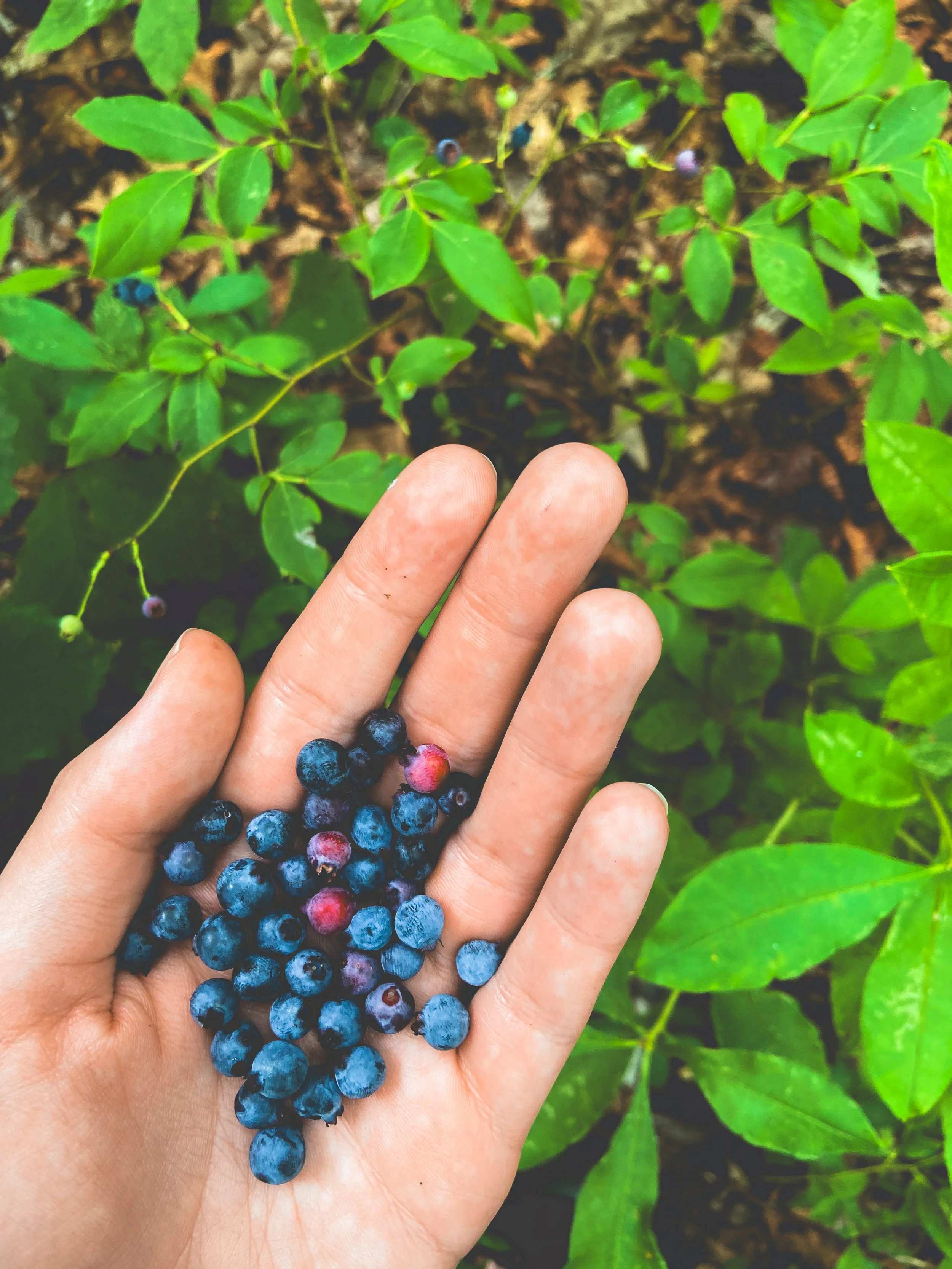 Hand holding freshly picked blueberries over green leafy bushes in a garden or farm setting.