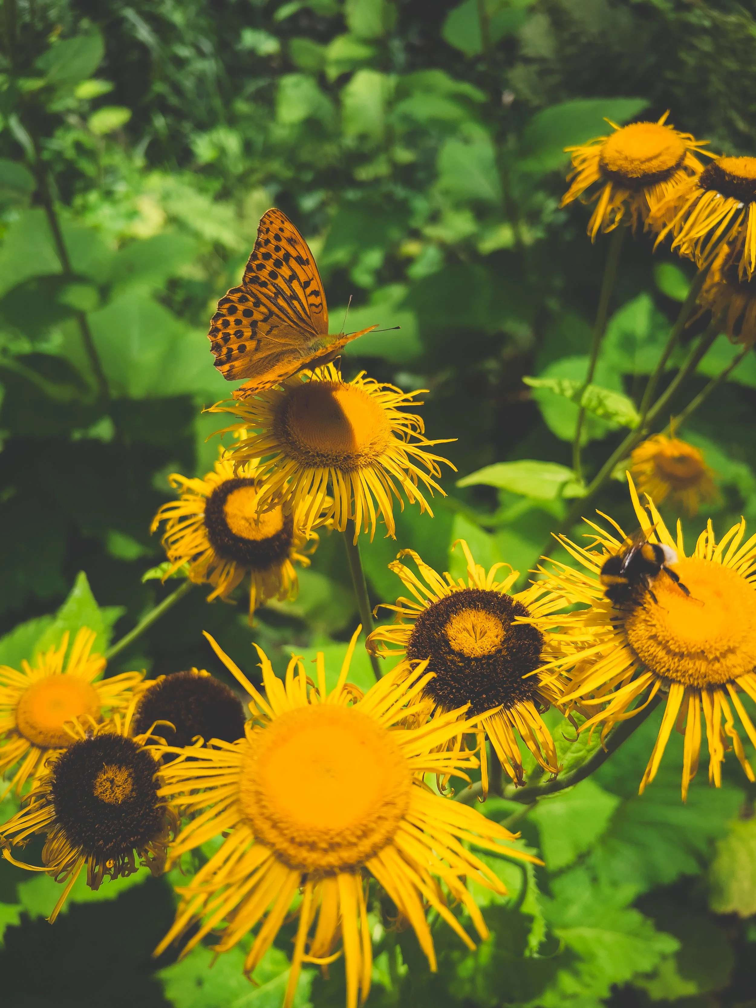 A butterfly and a bee on yellow flowers.