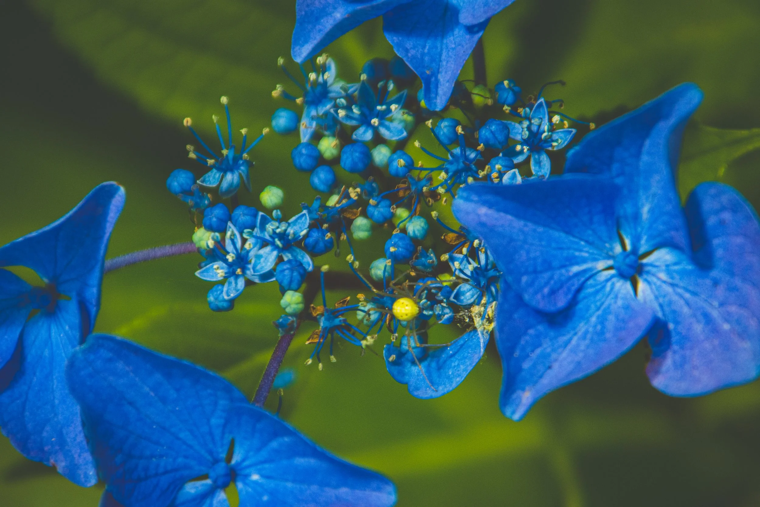 Close-up of a cluster of vibrant blue hydrangea flowers with some tiny buds and a small yellow spider hanging on a thin thread amidst the petals.