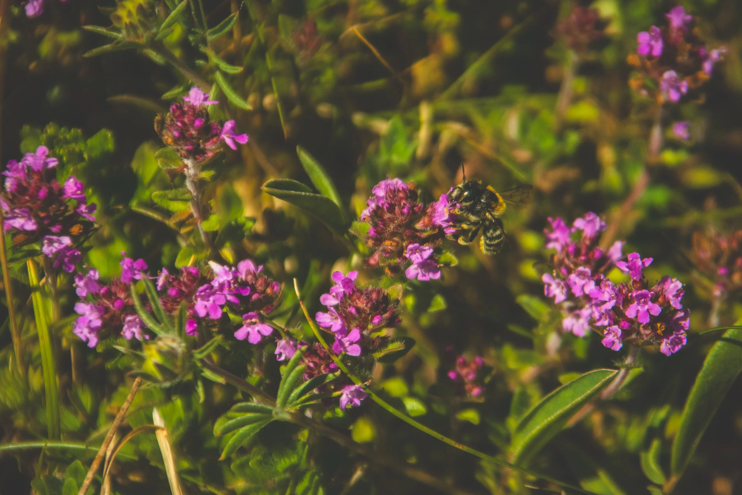 A close-up of pink flowers with a bee collecting nectar among green leaves.