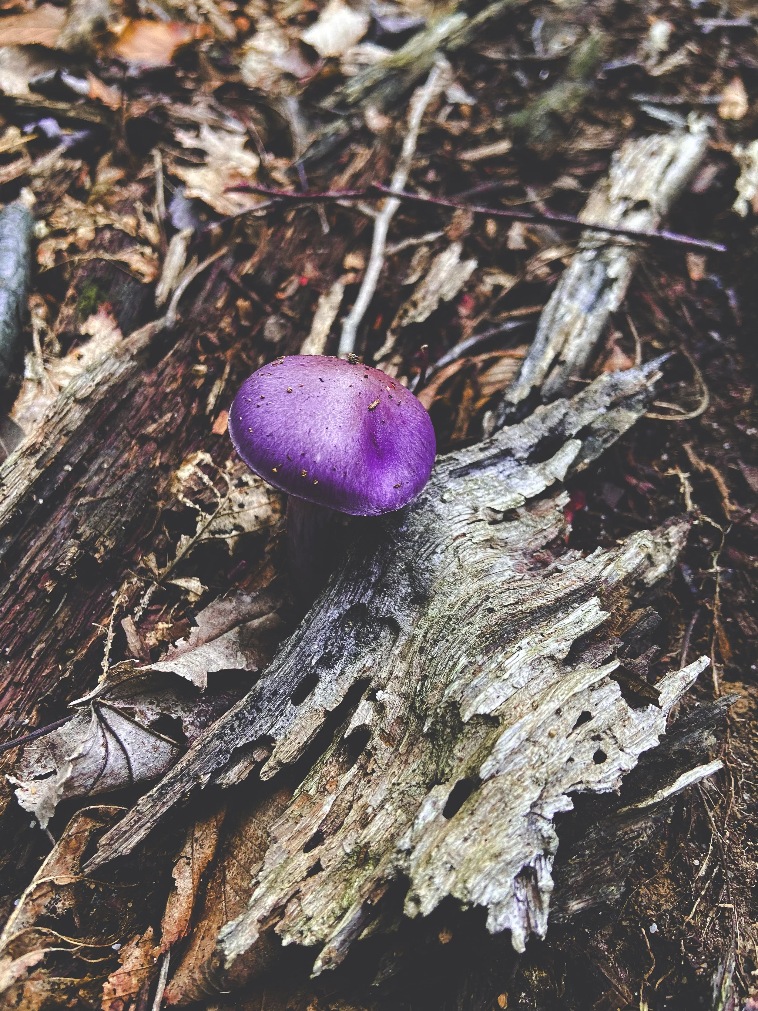 A close-up of a small purple mushroom growing on a decayed piece of wood in a forest floor covered with leaves and twigs.