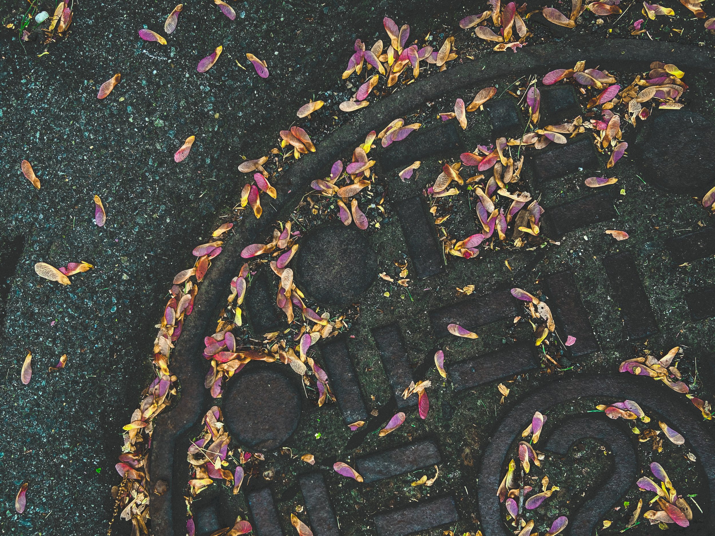 A close-up of a black decorative iron gate storm drain cover manhole with leaves scattered on the ground and some on the gate, featuring curved and scroll designs.