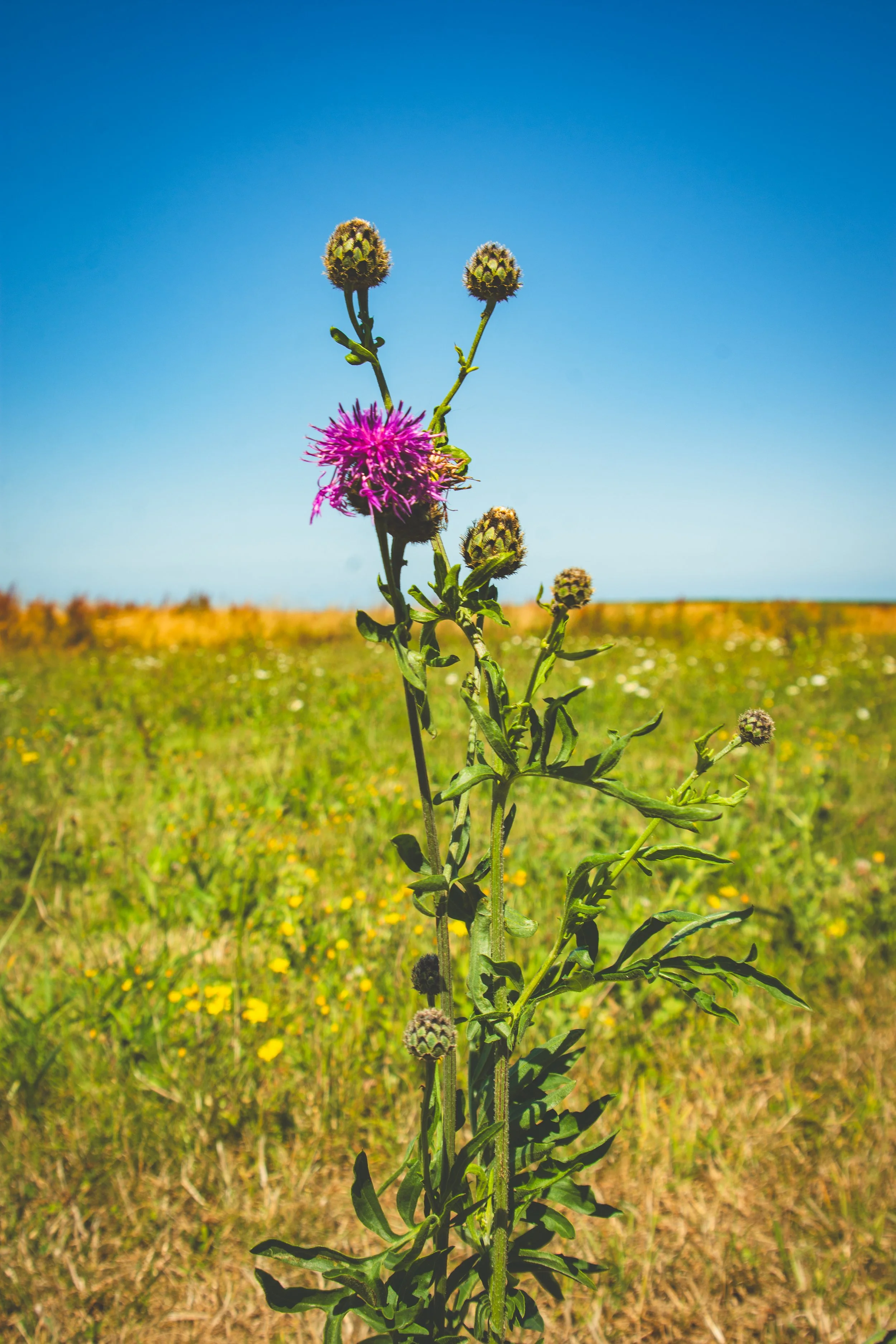 A tall purple and green flowering thistle plant with a single open, purple flower bloom in a grassy field under a clear blue sky on the Normandy coast, Omaha beach.