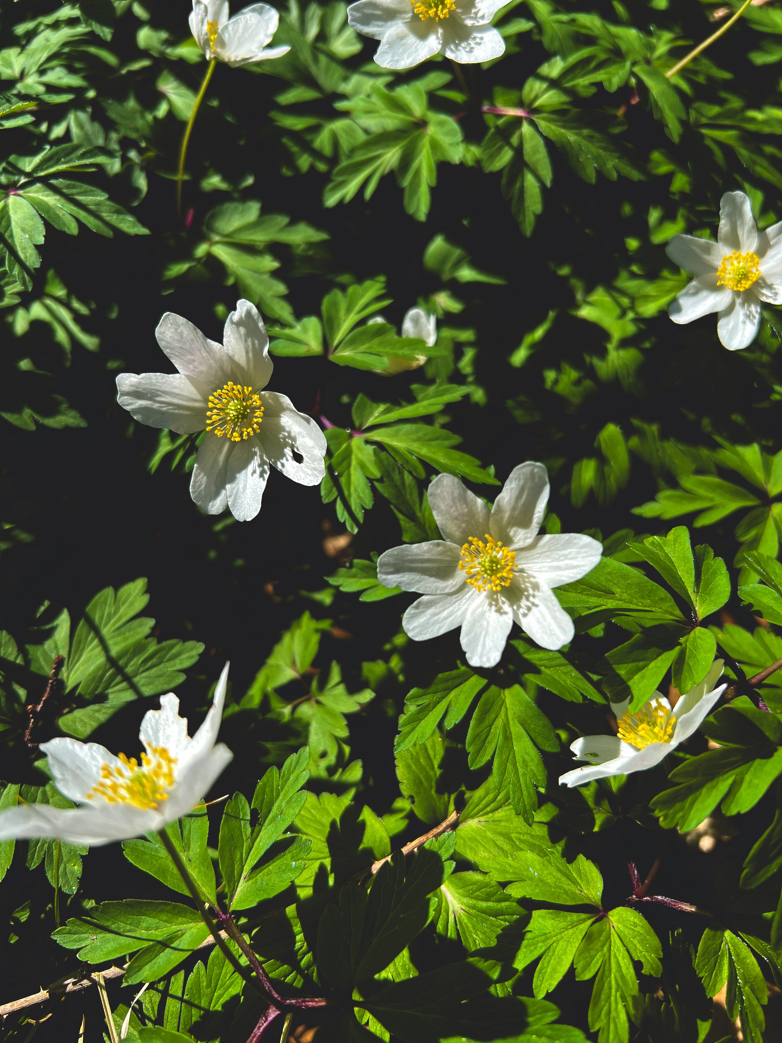 White wildflowers with yellow centers and green serrated leaves.