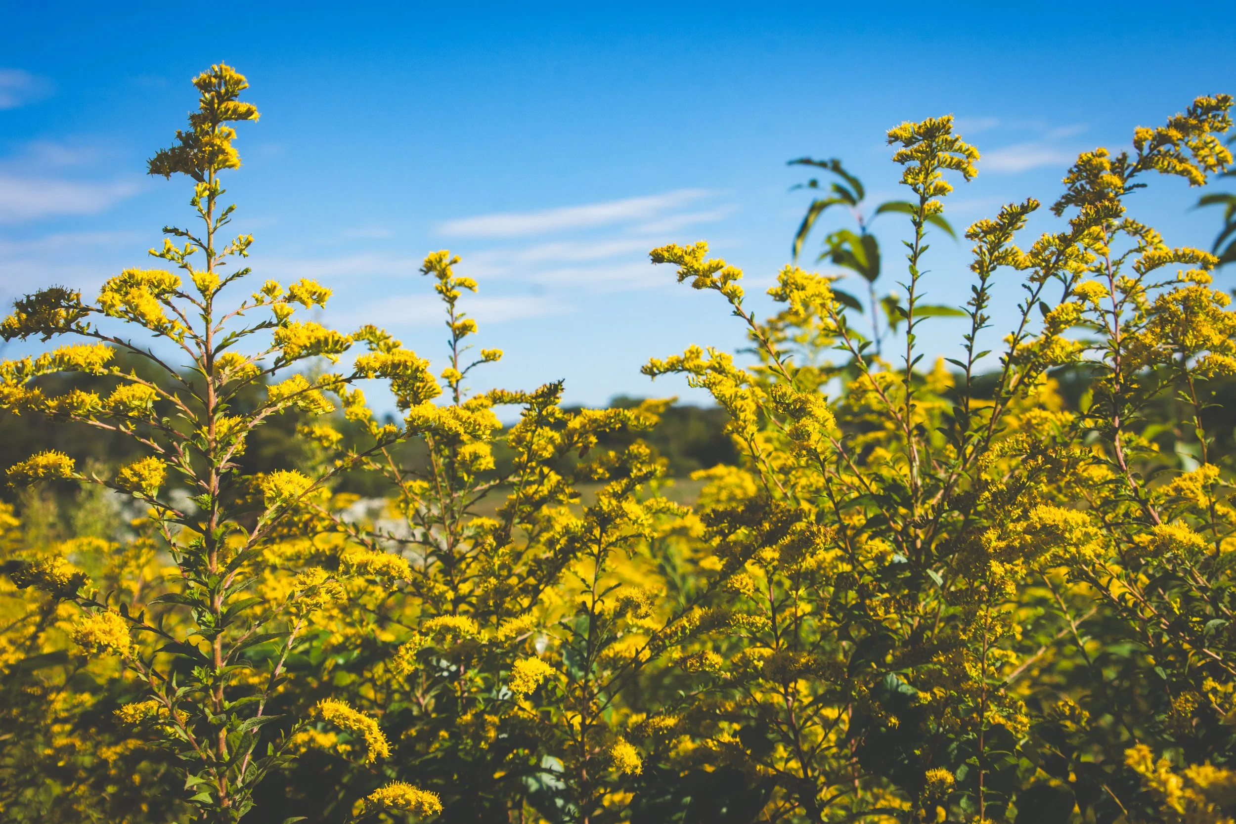 Yellow flowering goldenrod plants under a blue sky with some clouds at valley forge, Pennsylvania.