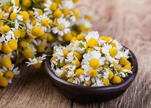 Cúc La Mã & Magic Hair