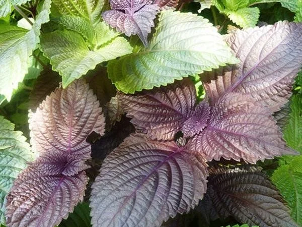 Tía Tô & Magic Hair