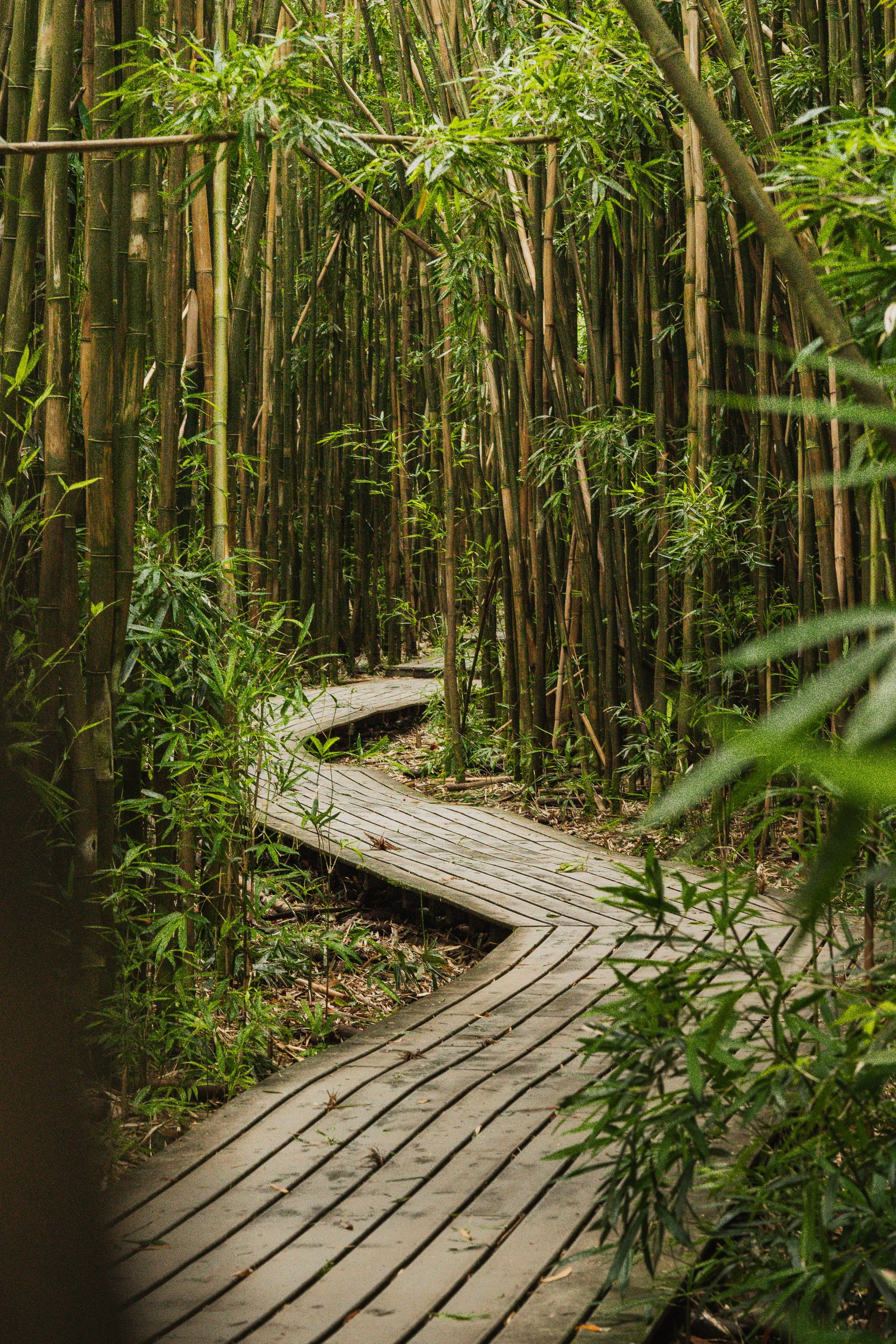 A winding wooden boardwalk trail through a dense bamboo forest.