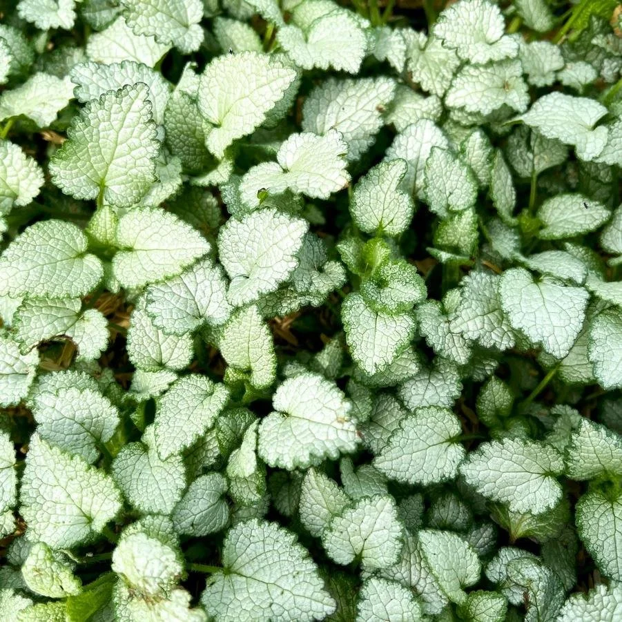 Lamium mac beacon silver.jpg
