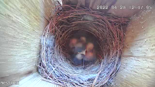 Bluebird babies sleep...