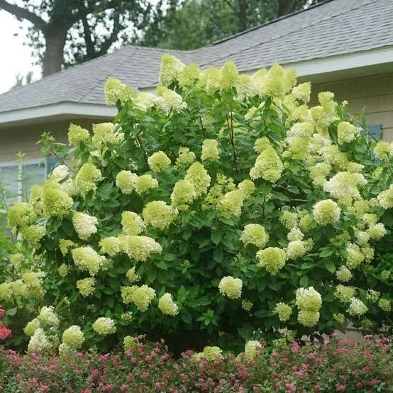 Limelight hydrangea.jpg