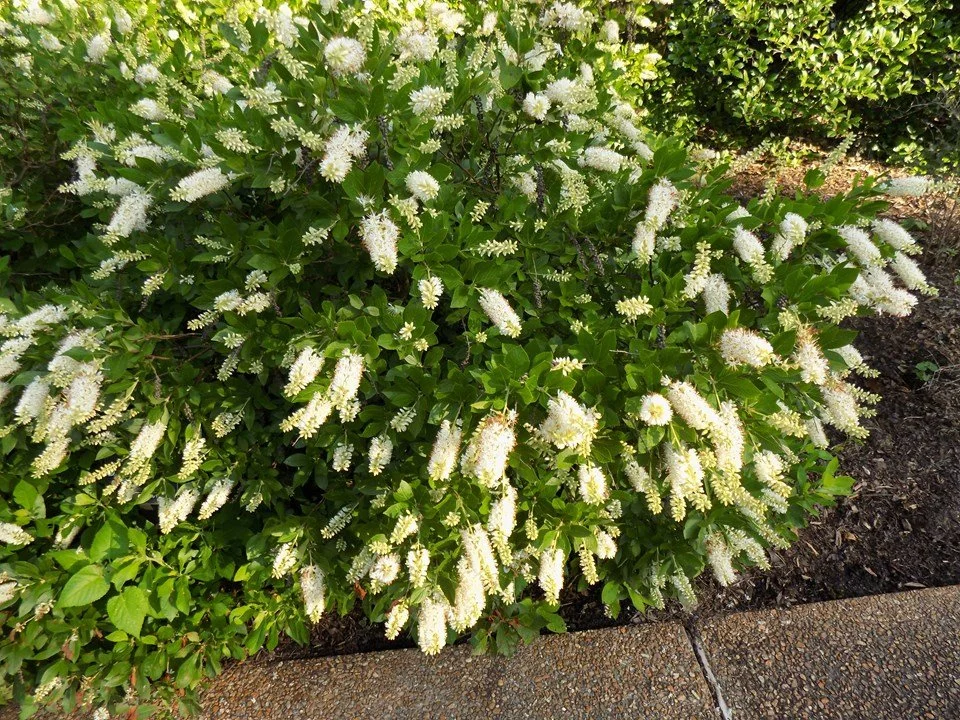 clethera sugartina.jpg