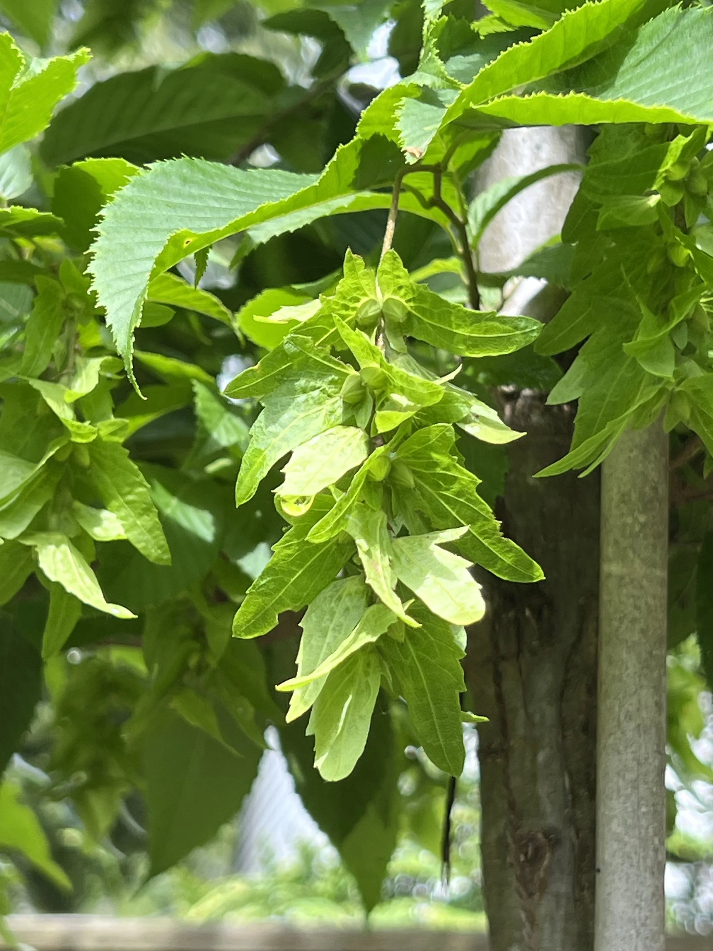 Clusters of pendulous seeds persist through fall and add a hops like interest through the warm months.