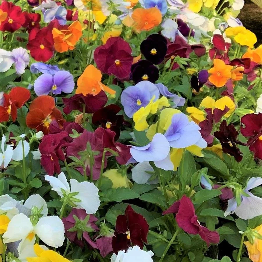 Pansy Matrix 'Mix Clear'.jpg