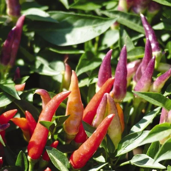 Capsicum annuum 'Sangria'.jpg