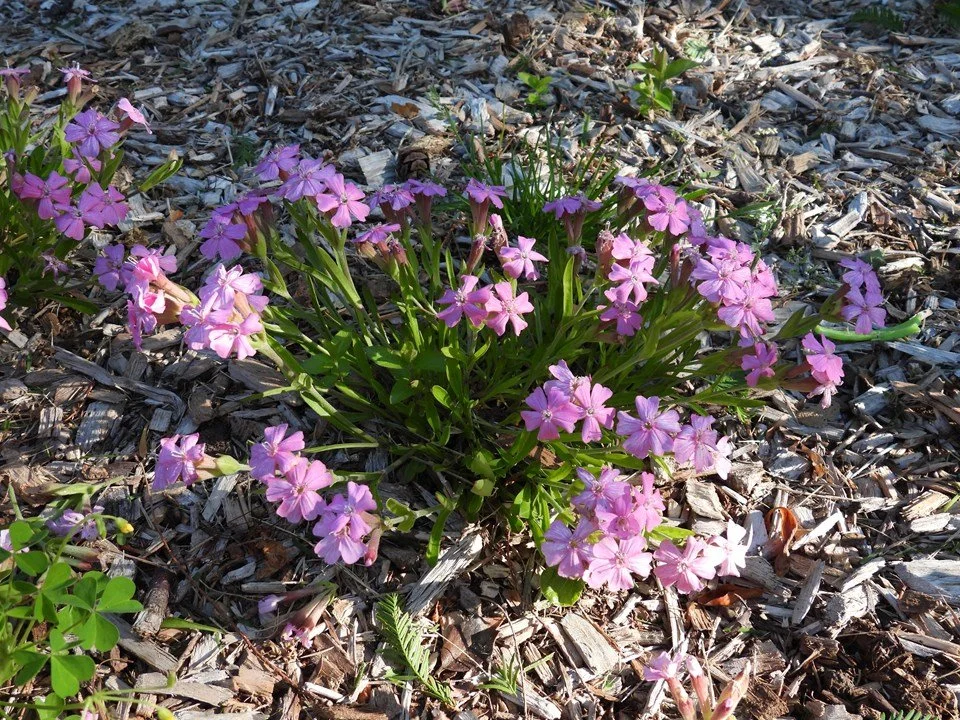 silene short and sweet full plant.jpeg