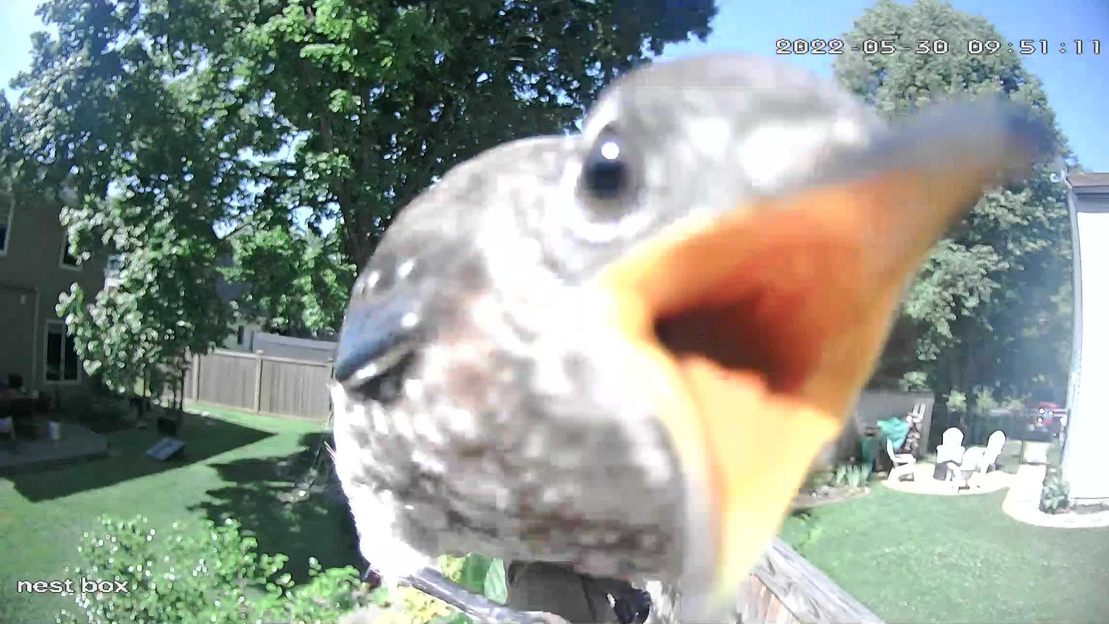 They were so excited! They recognized the camera and snuggled up next to it before flying on. 