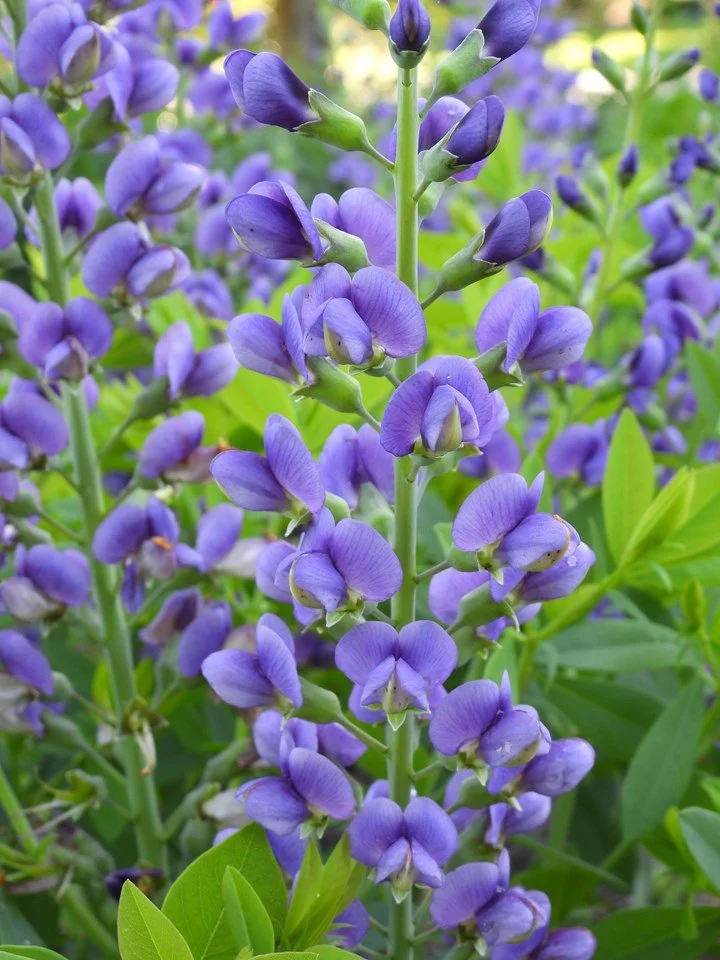 Baptisia.jpeg