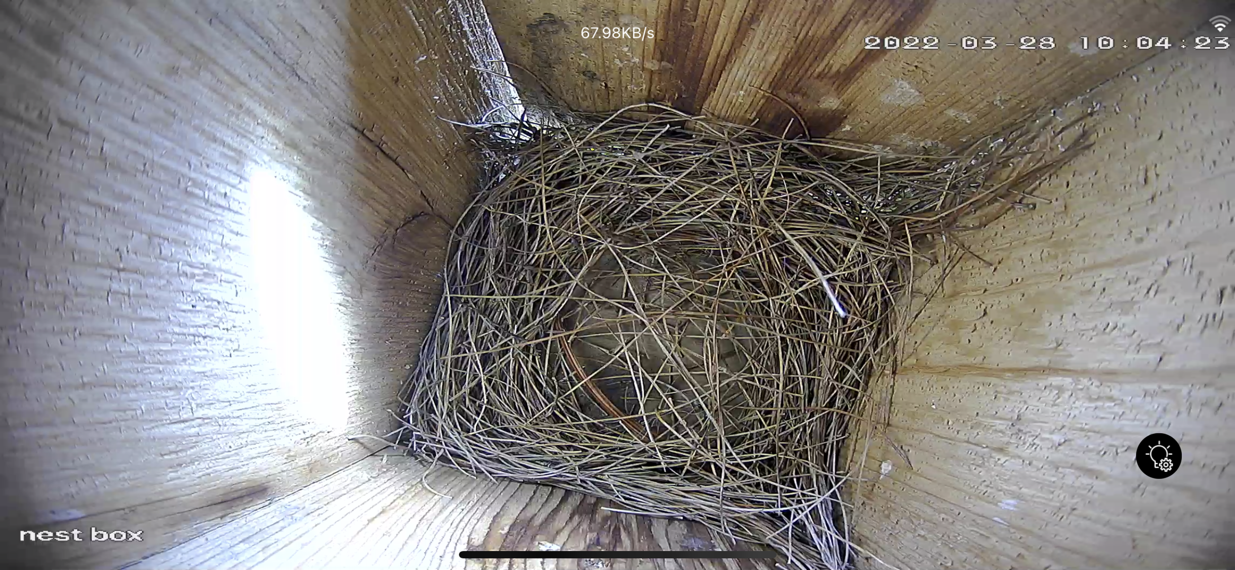 The female starts with a thin layer of grasses and pine needles.