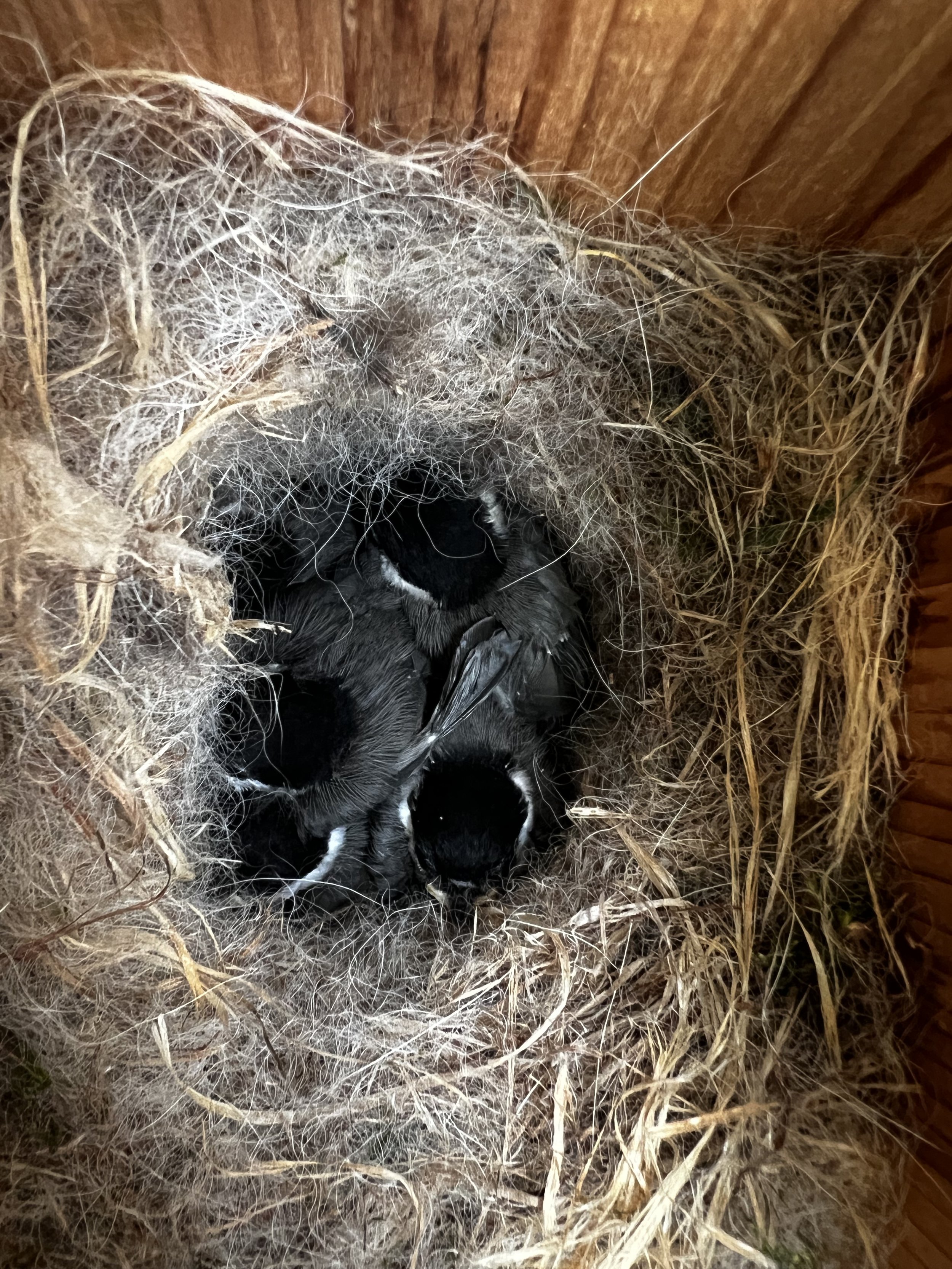 Looking like chickadees!