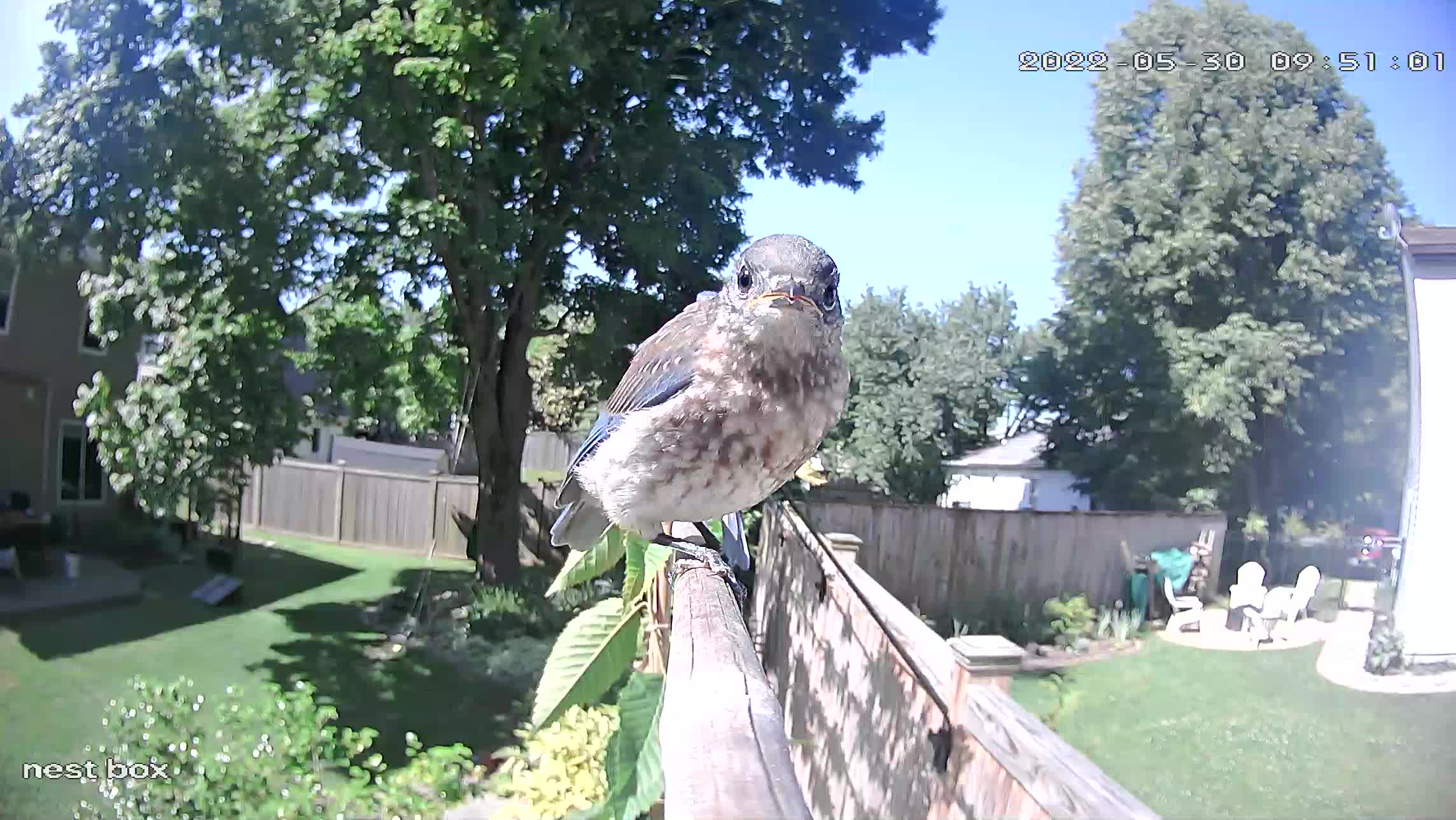 Through their entire life, they've had my little camera to keep them company.  So, as an experiment, I strapped the camera to the "perch" by their house.