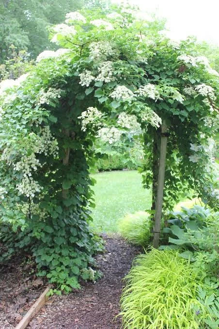 Climbing Hydrangea.jpg2.jpg