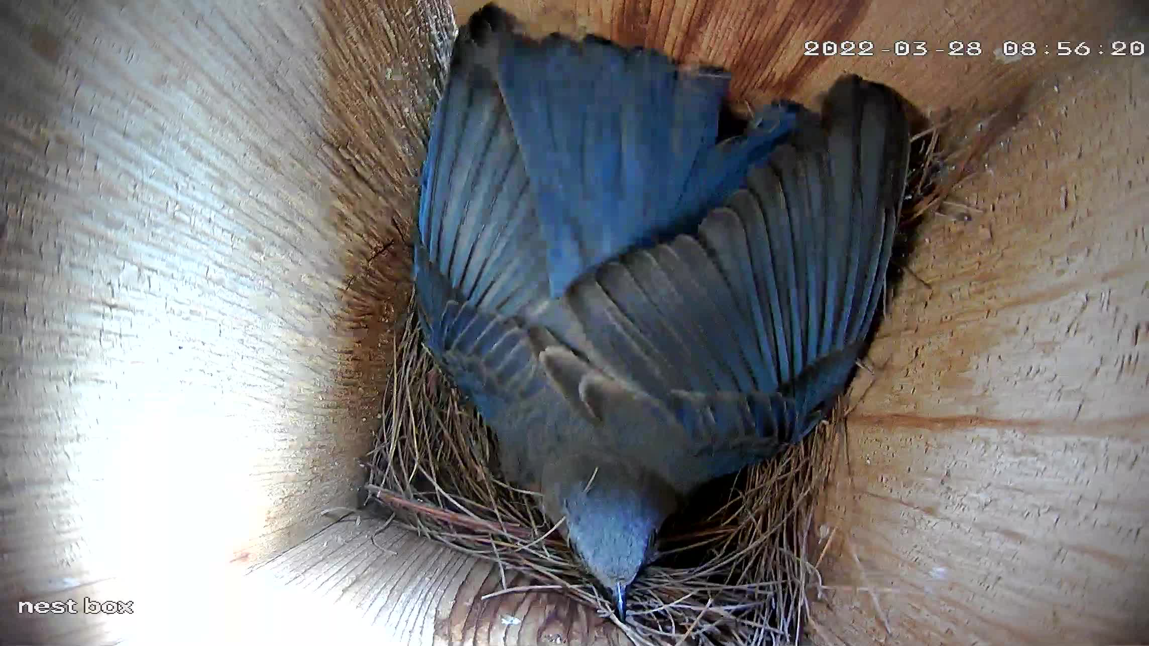 Then, she fluffs and pushes it in to a nest shape.
