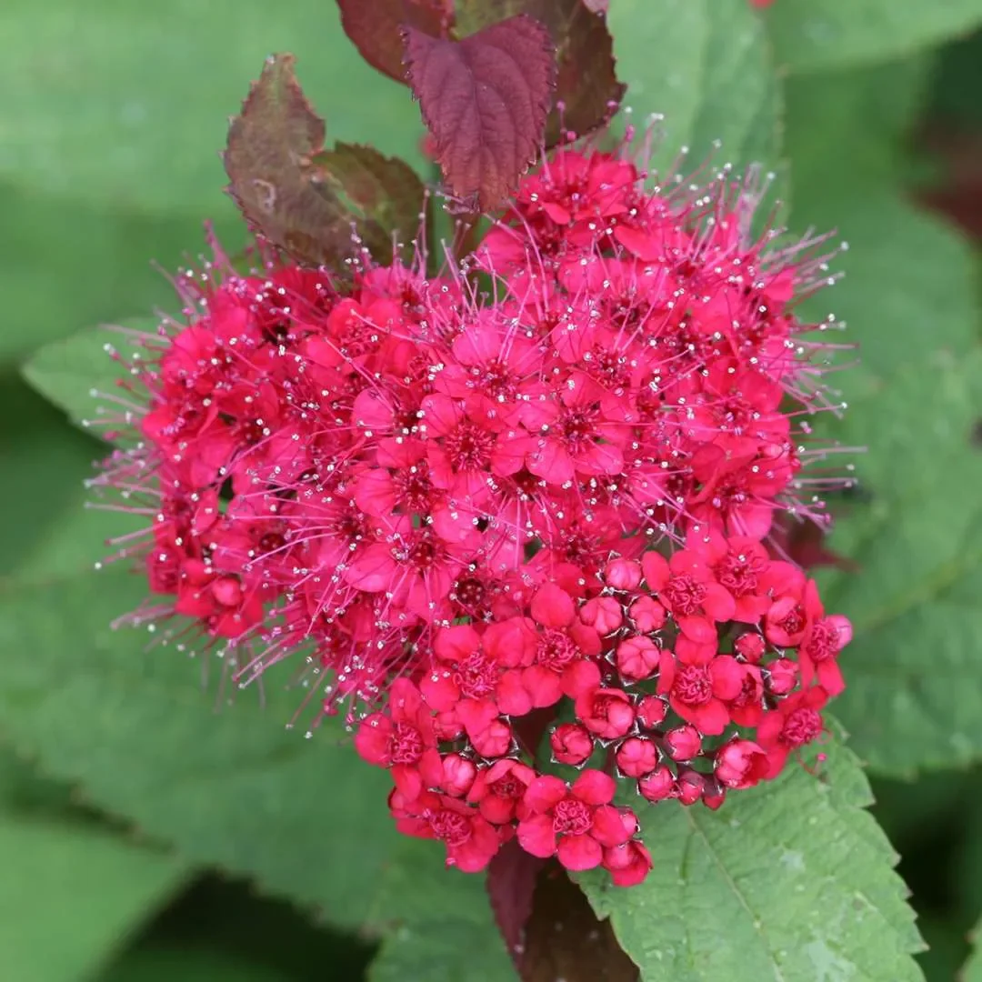 Spiraea-Double-Play-Doozie-2_1080_1080_60.webp