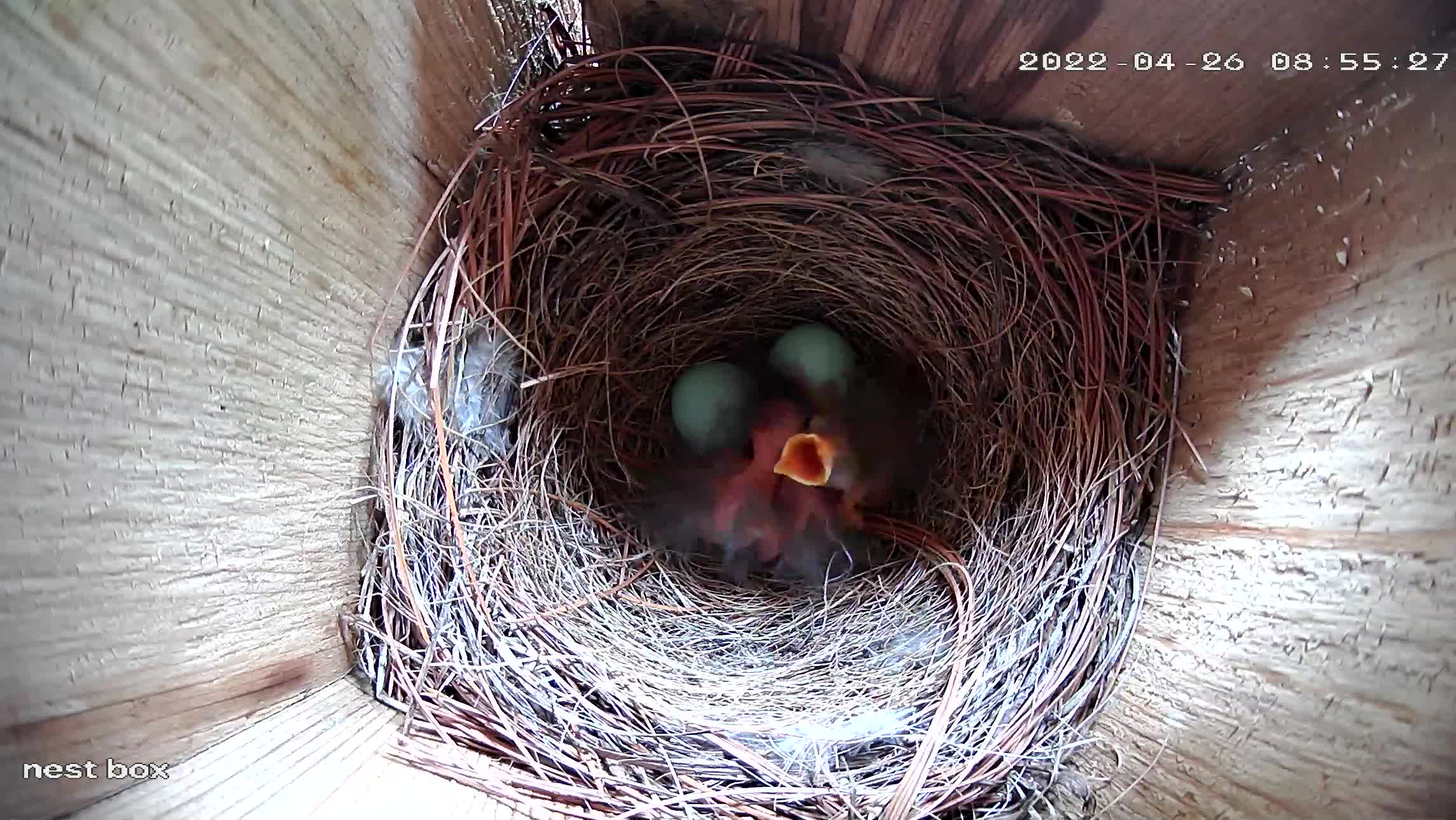 Until the chicks start hatching