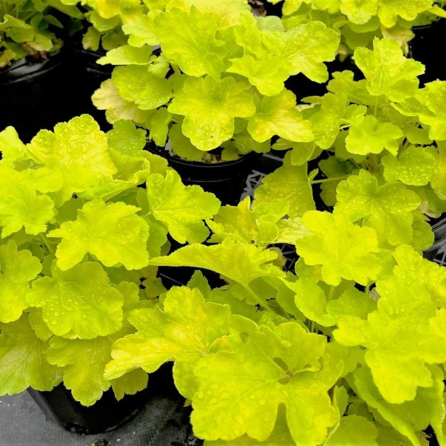 Heuchera vil Citronelle 2.jpg