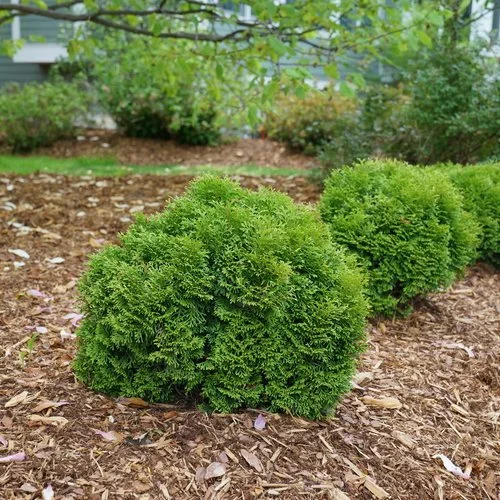 tiny_tot_arborvitae_1 (1).jpg