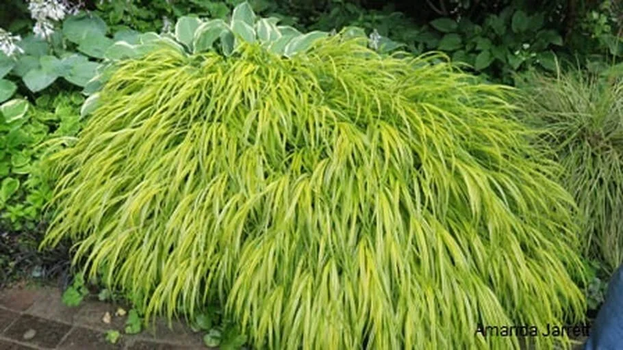 japanese-forest-grass-hakonechloa-macra-aureola-june-w.jpg