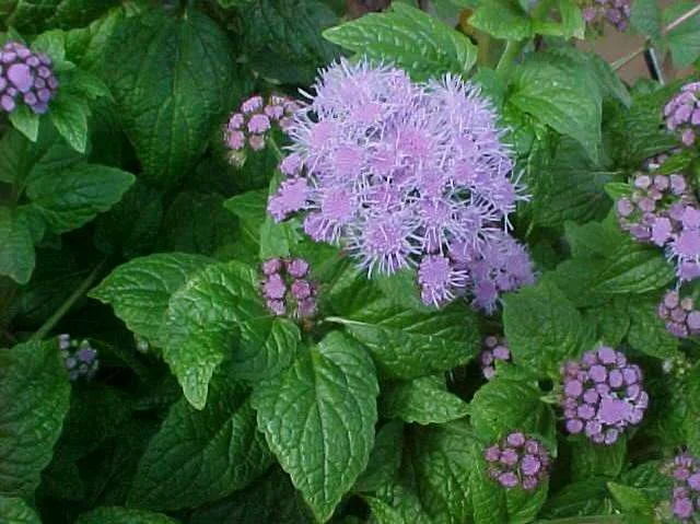 blue mist flower.jpg