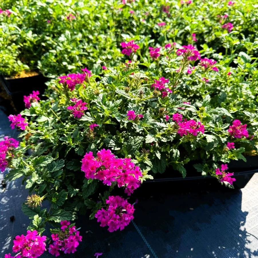verbena candenses homestead hotpink.jpg