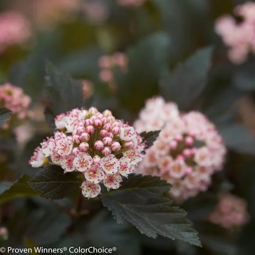 summer_wine_physocarpus-8096.jpg