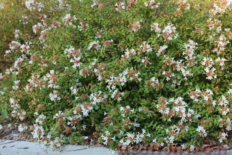 Abelia - Bushes along back of garden