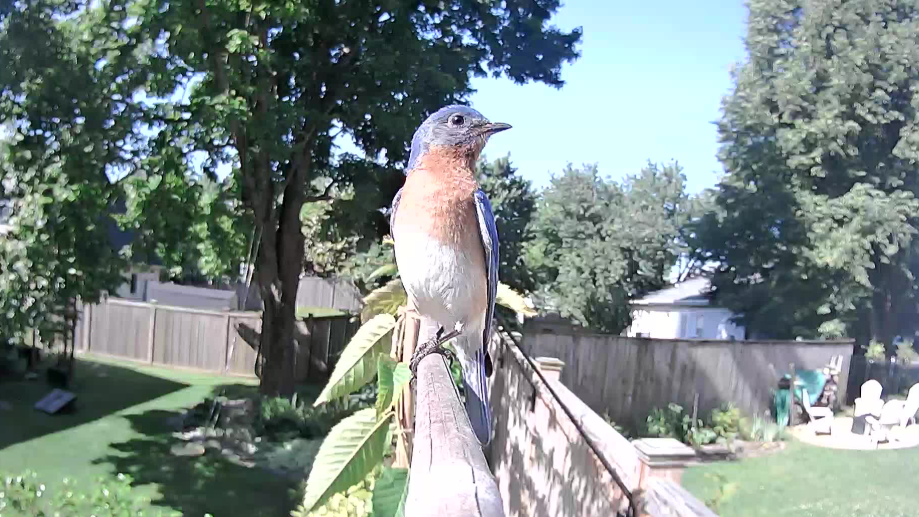 This pretty male is staking out his new nest box.