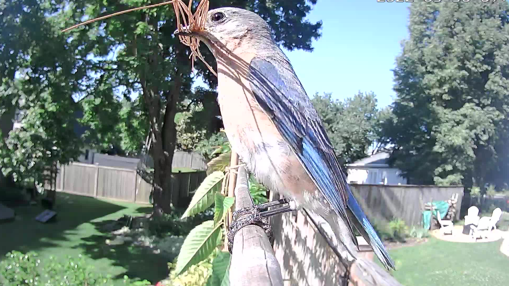 Looks good - time to start building her nest.