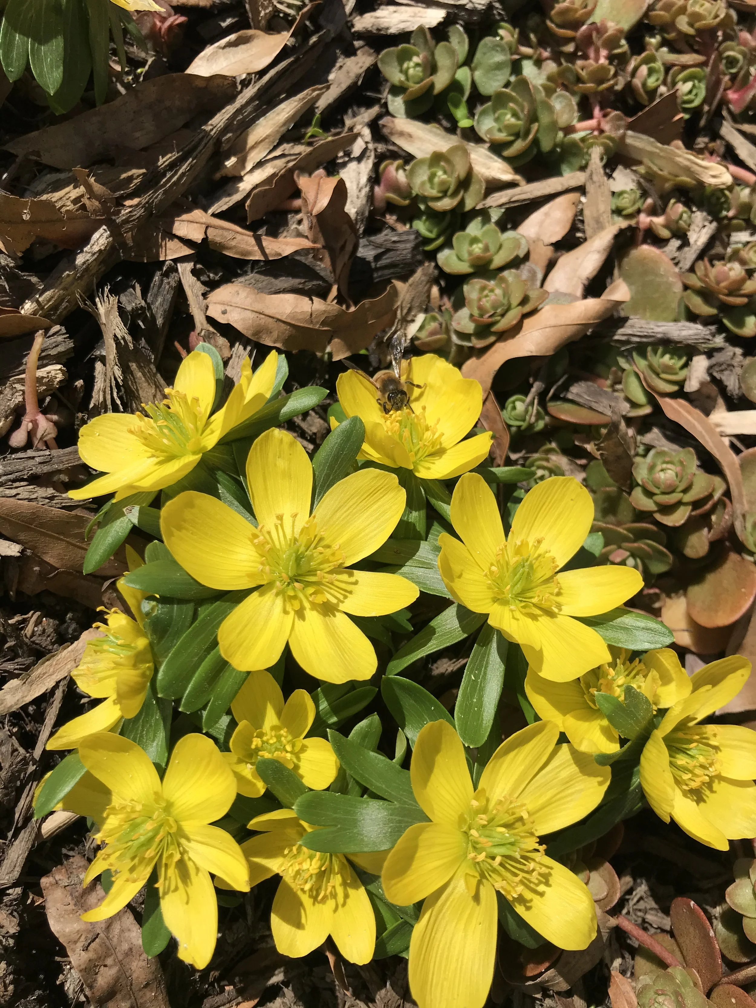 Winter Aconite
