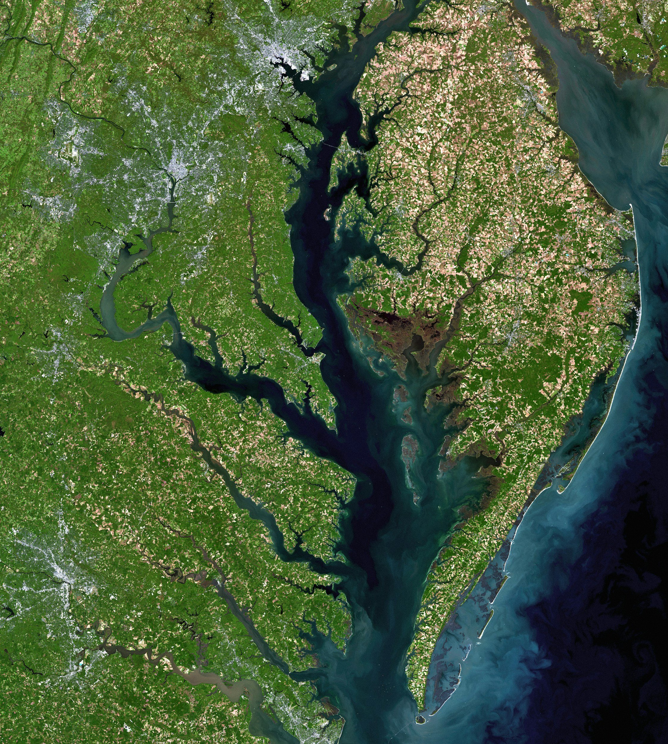 Database for plants native to the Chesapeake Bay