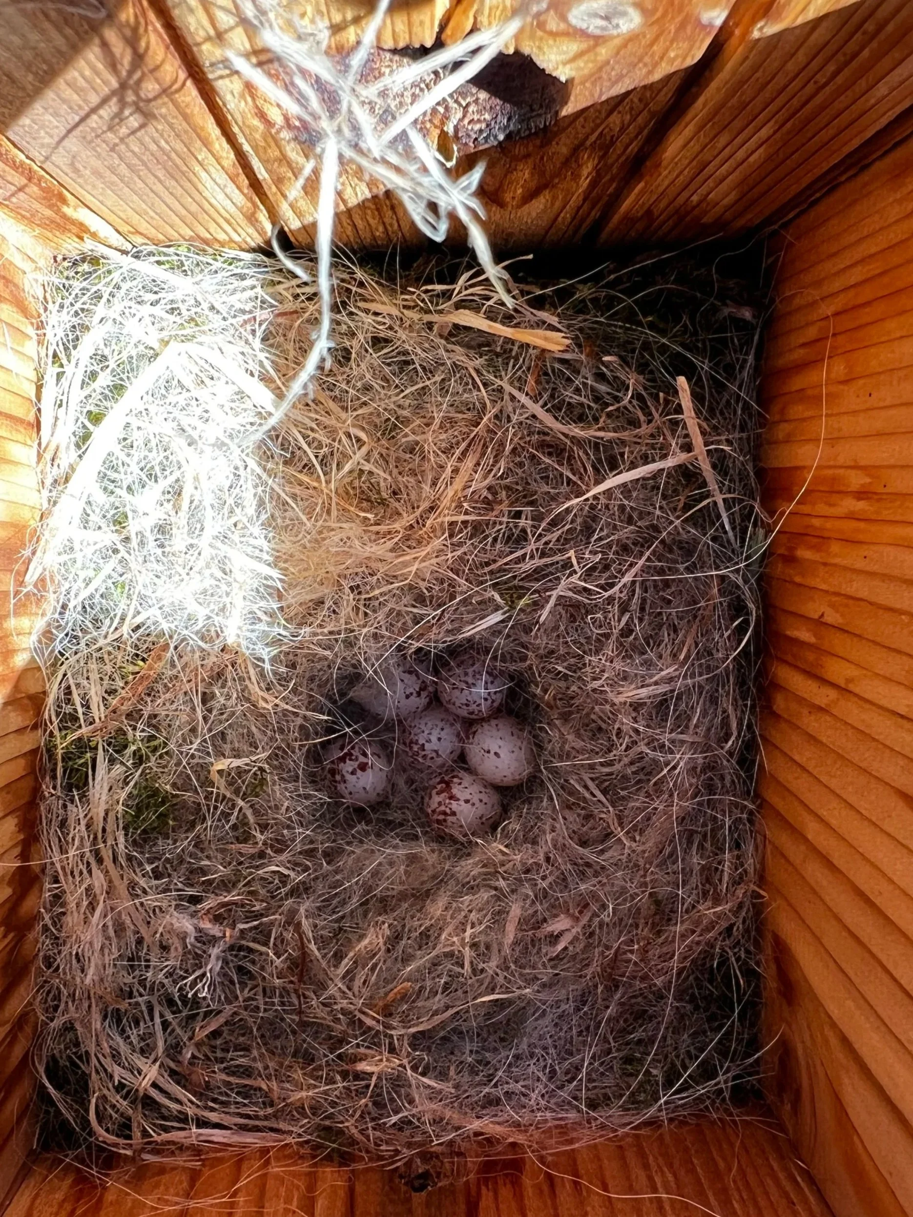 The female will lay one egg a day and cover her eggs with nesting material.  At the end of her laying period, she will sit on the nest so the eggs will all incubate at the same rate.