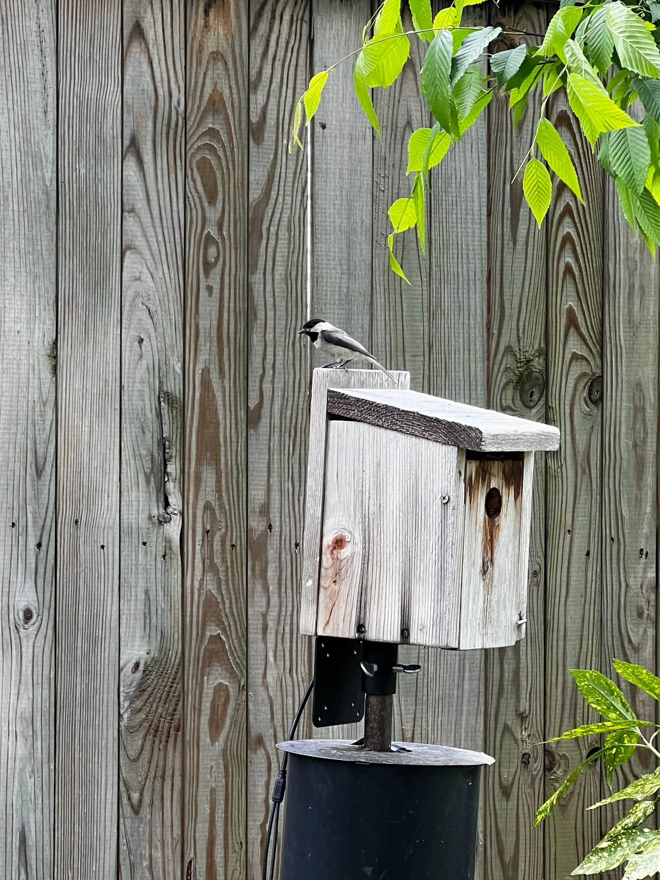 The exterior of the Carolina Chickadee nest box.