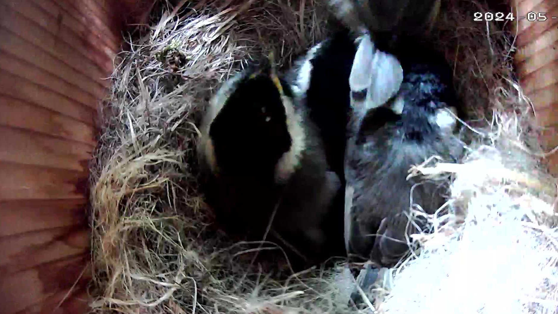 I shove each chick back into their next box and cover the entrance until they calm down.  Then, I leave them alone. 