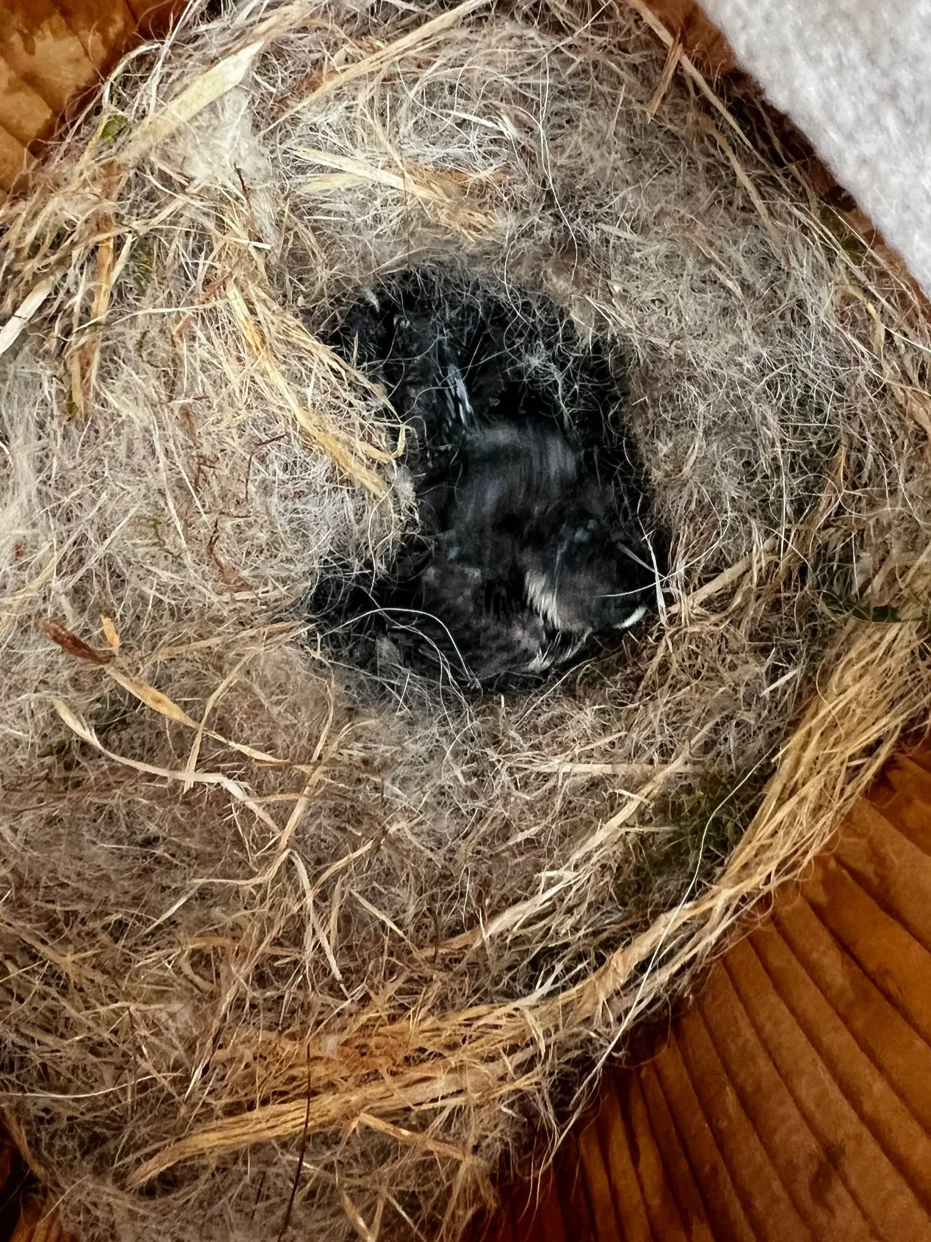 White cheek patches are starting to come in.