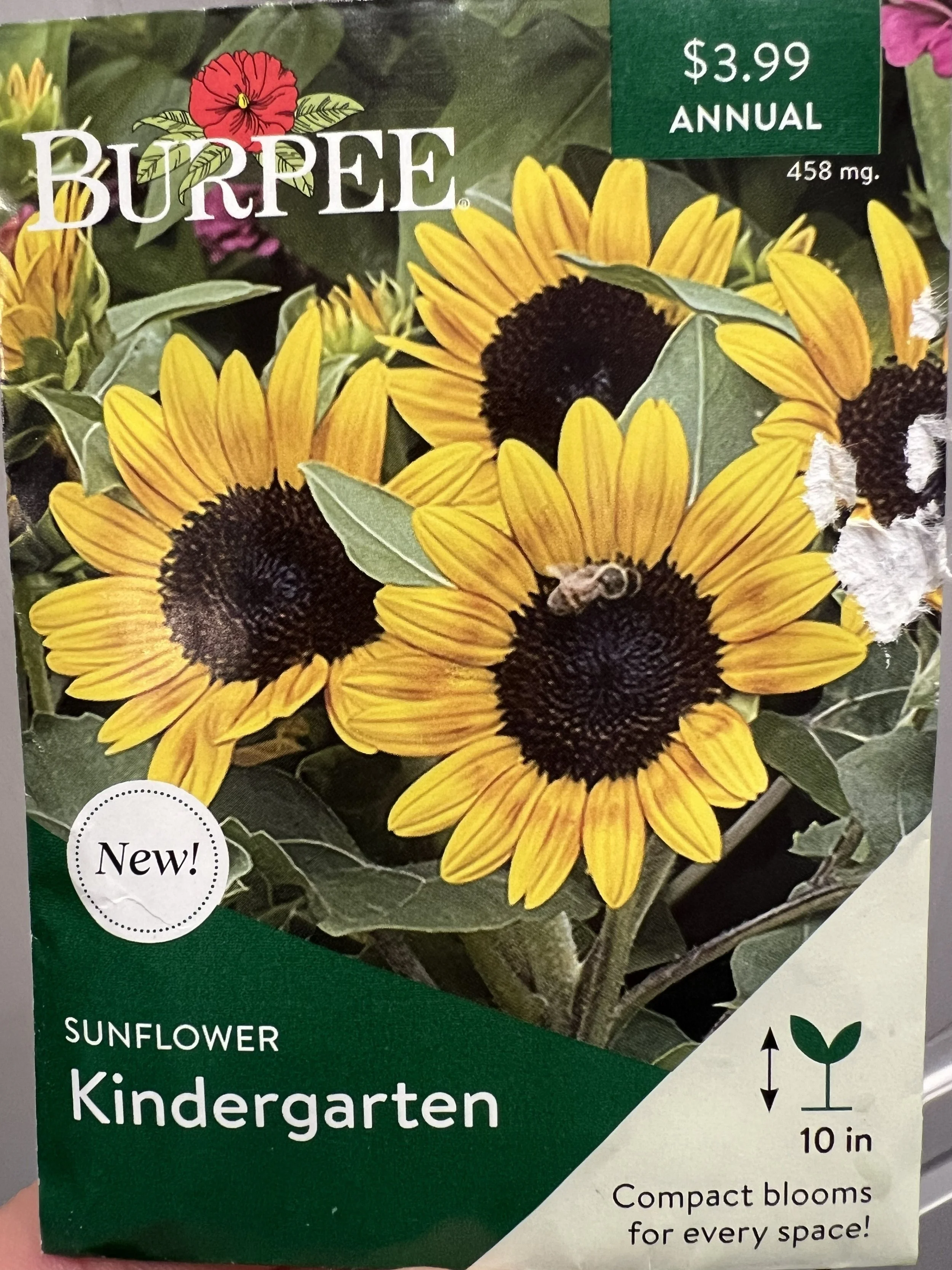 ‘Kindergarten’ the new sunflower from Burpee