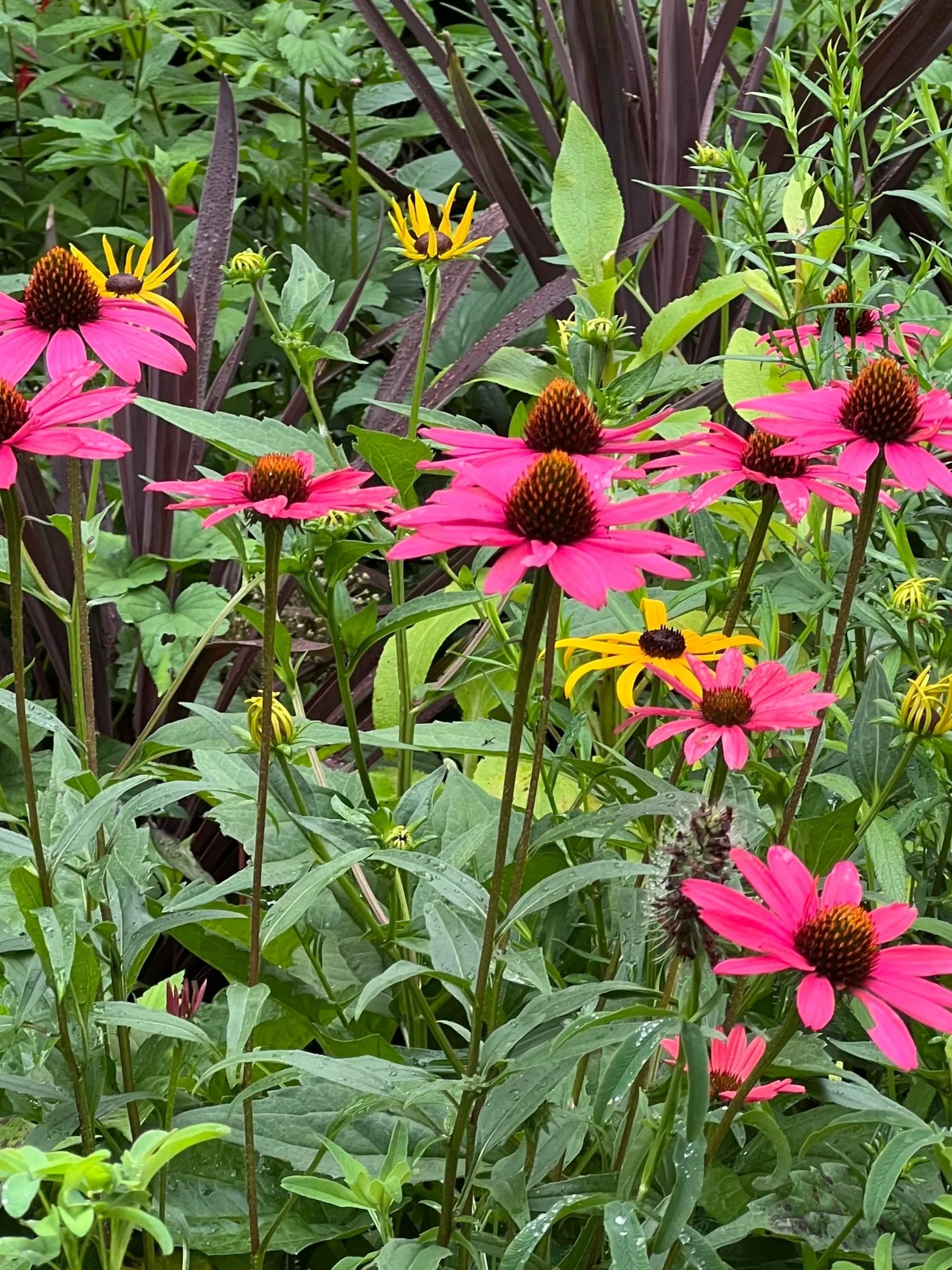 Purple Coneflower - echinacea purpurea -Native