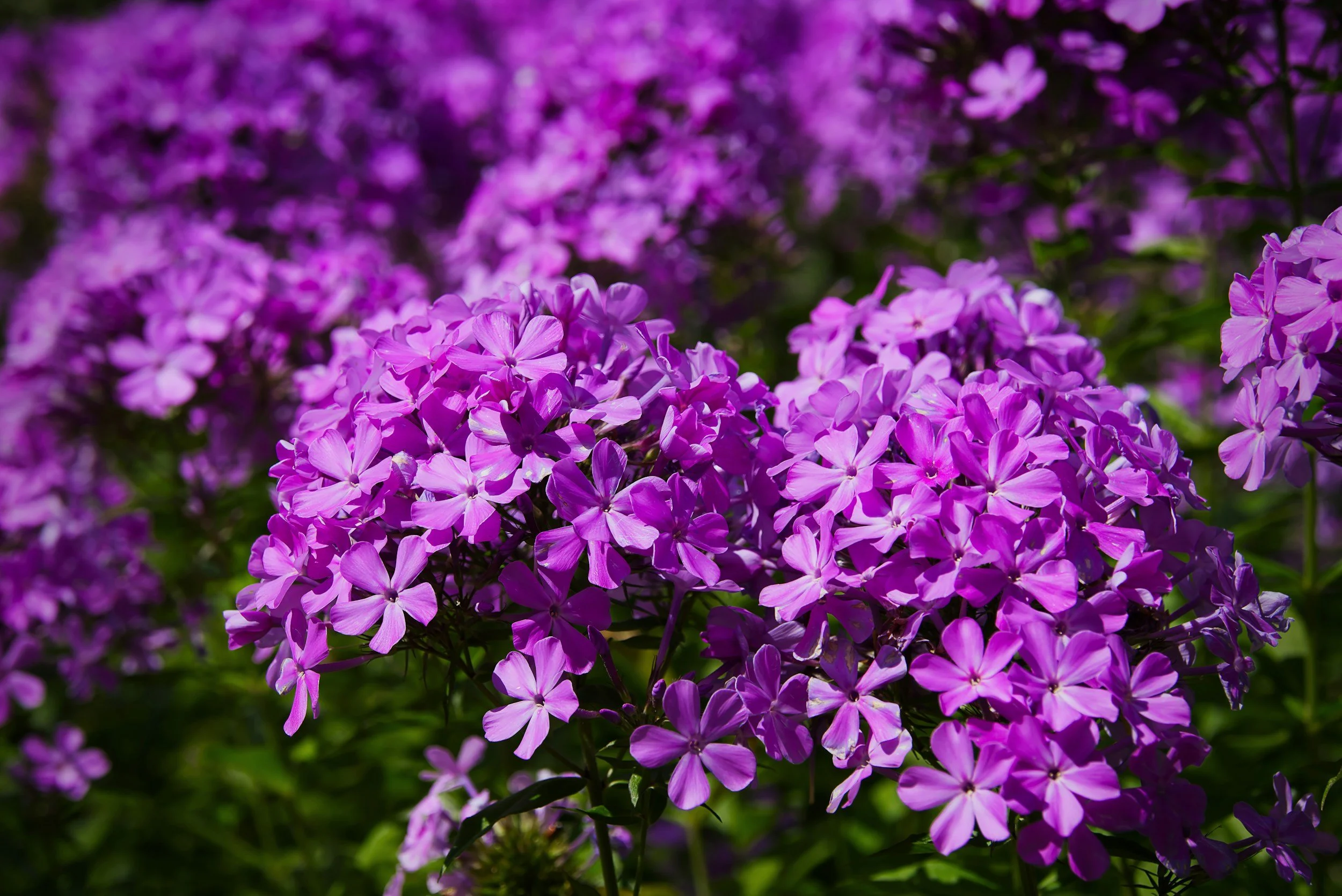 Tall Purple Phlox - Phlox paniculata - Native