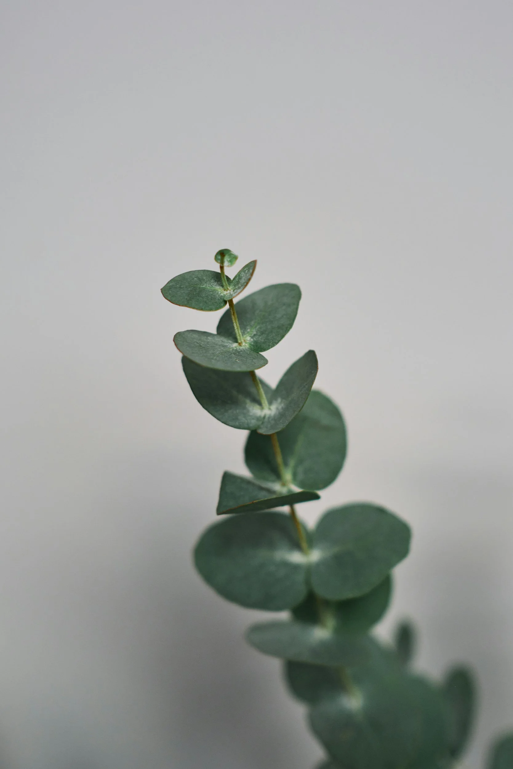 Eucalyptus - annual