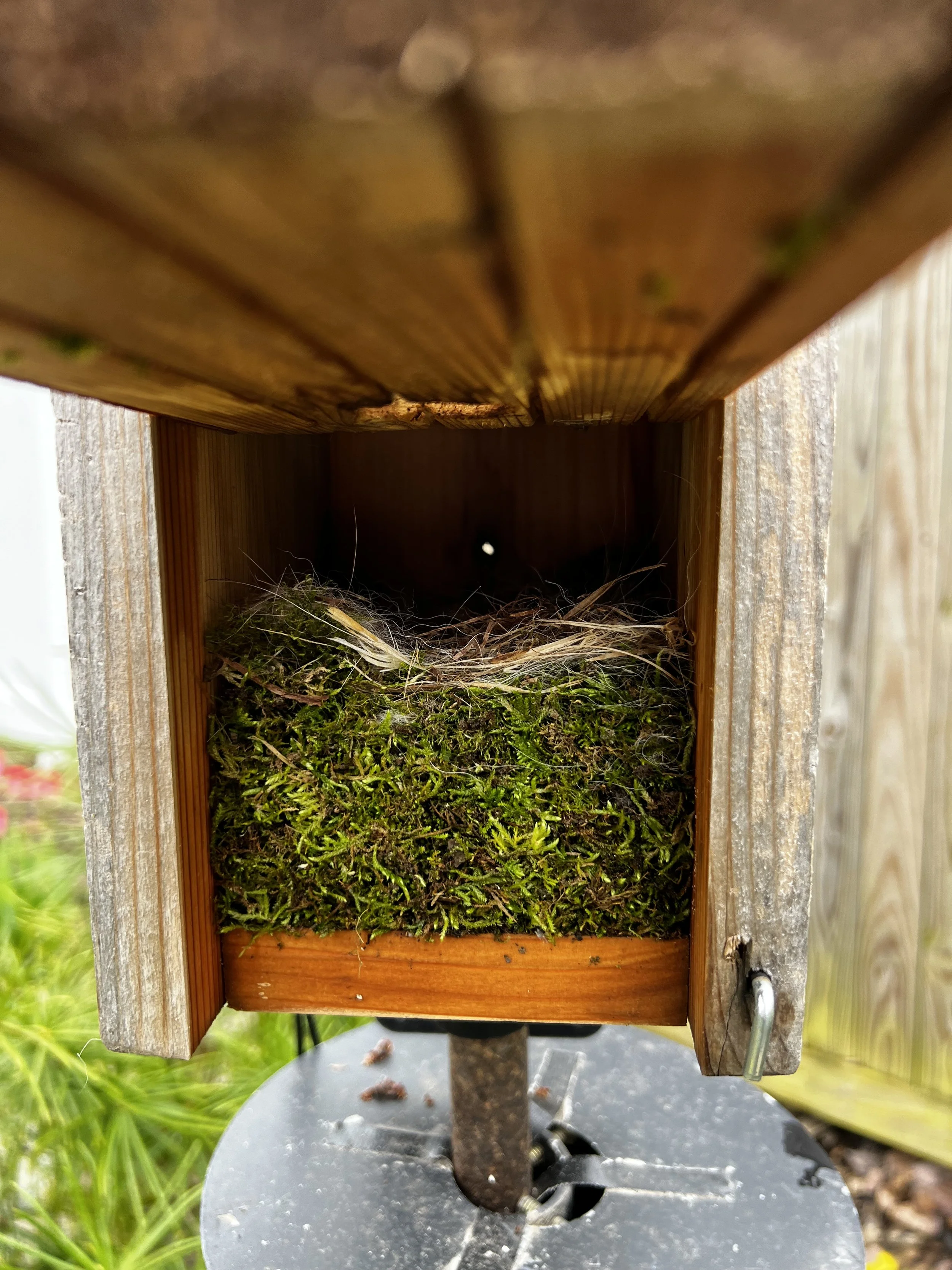 Chickadees use moss
